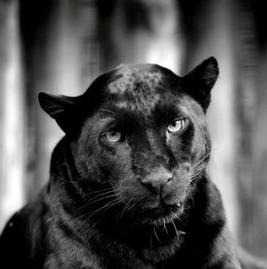 Meet your Posher, Leonard